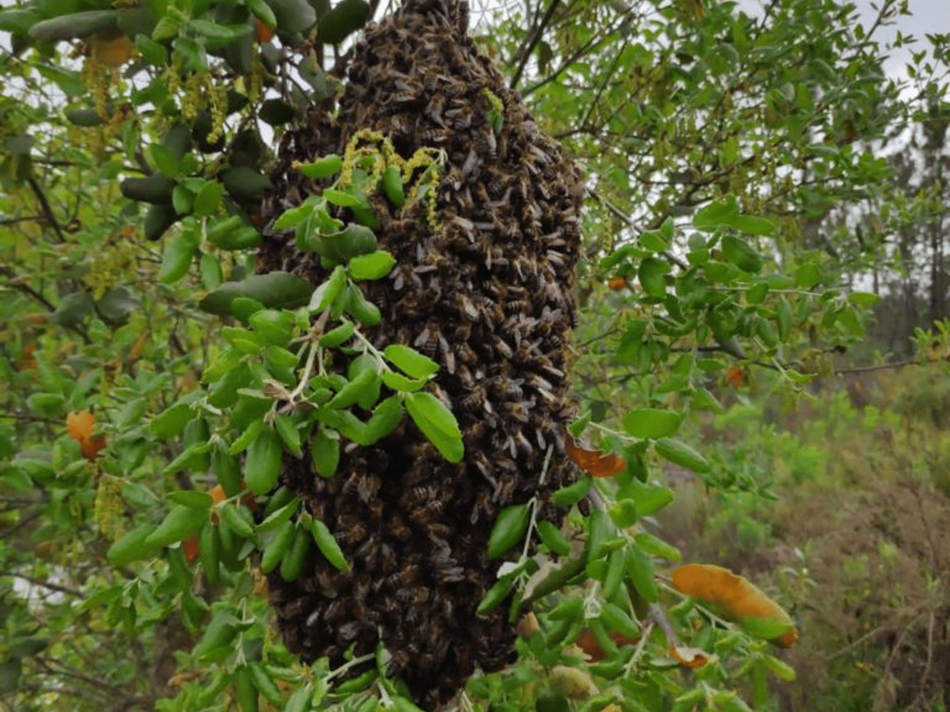 Racimo de abejas