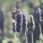 Primavera abejas