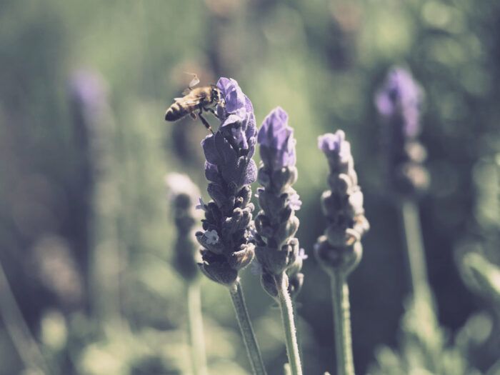 Primavera abejas