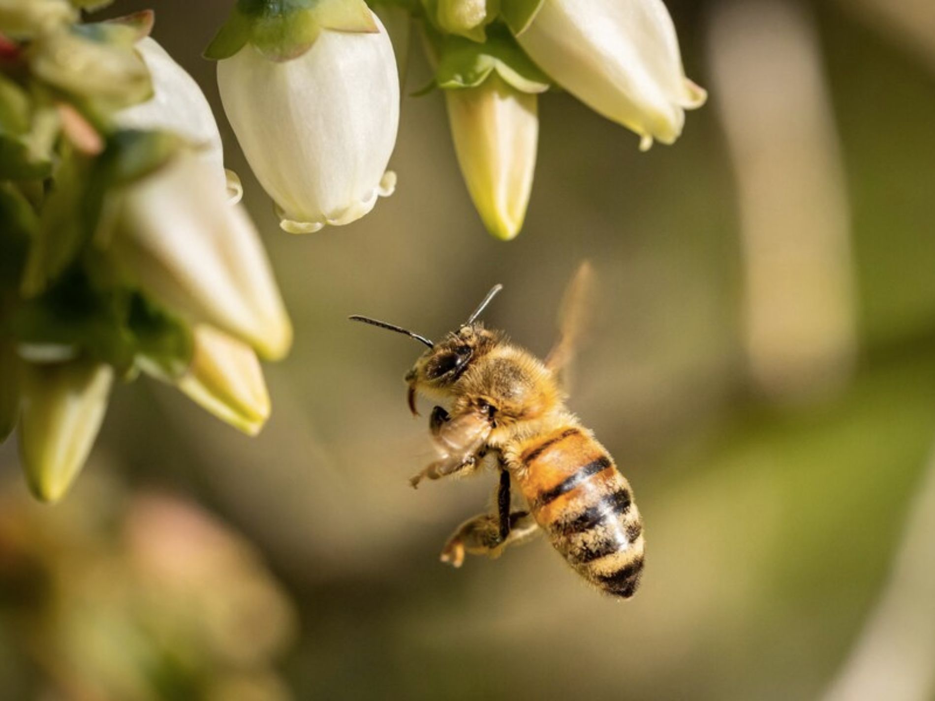 Orientación de las abejas