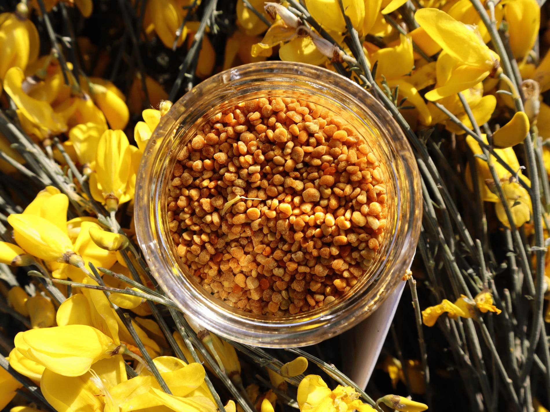 Qué es polen de abeja