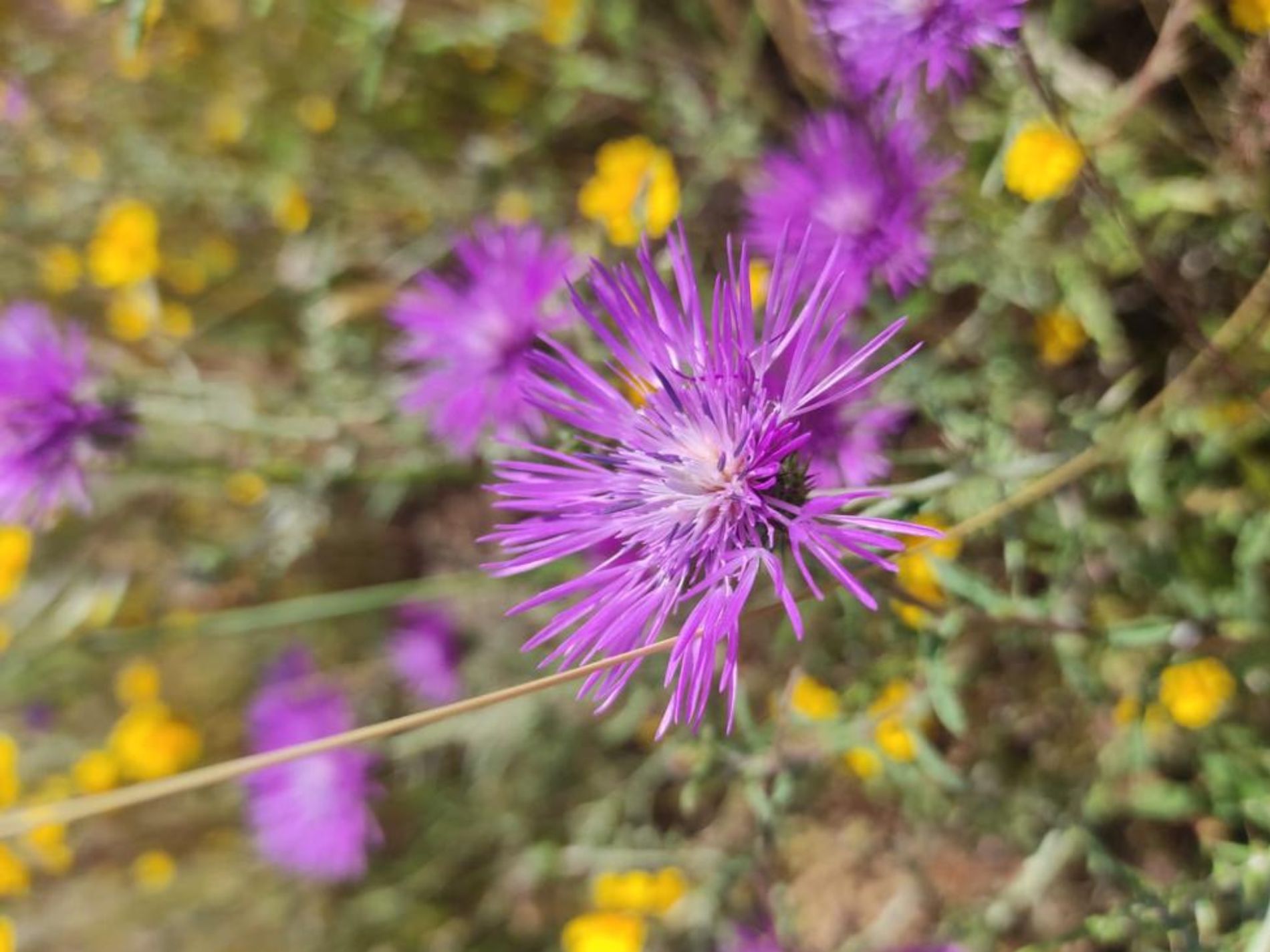 Primavera, la temporada de las abejas
