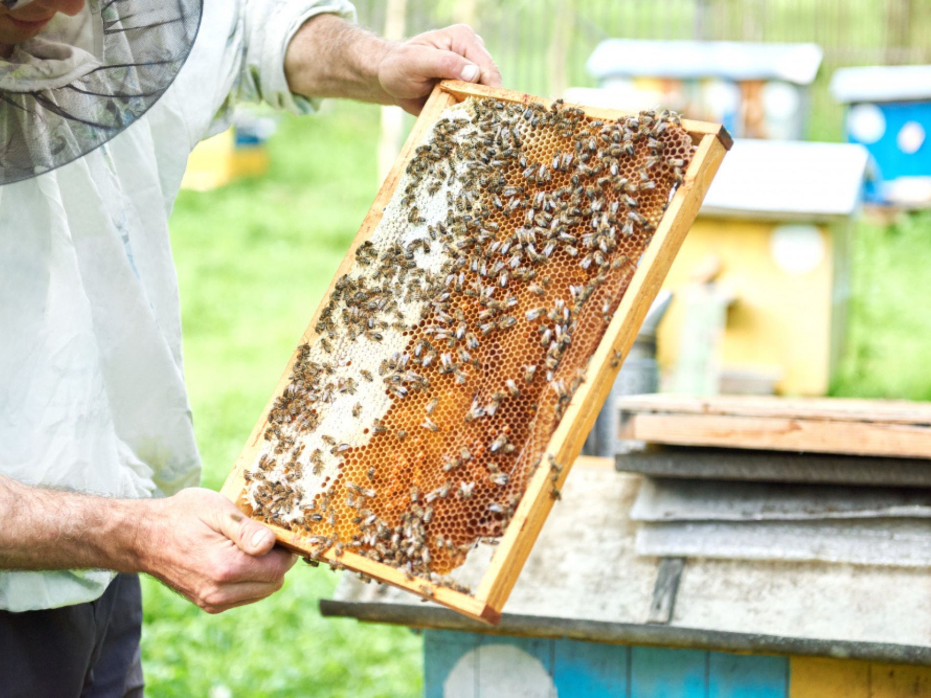 Las Abejas limpiadoras
