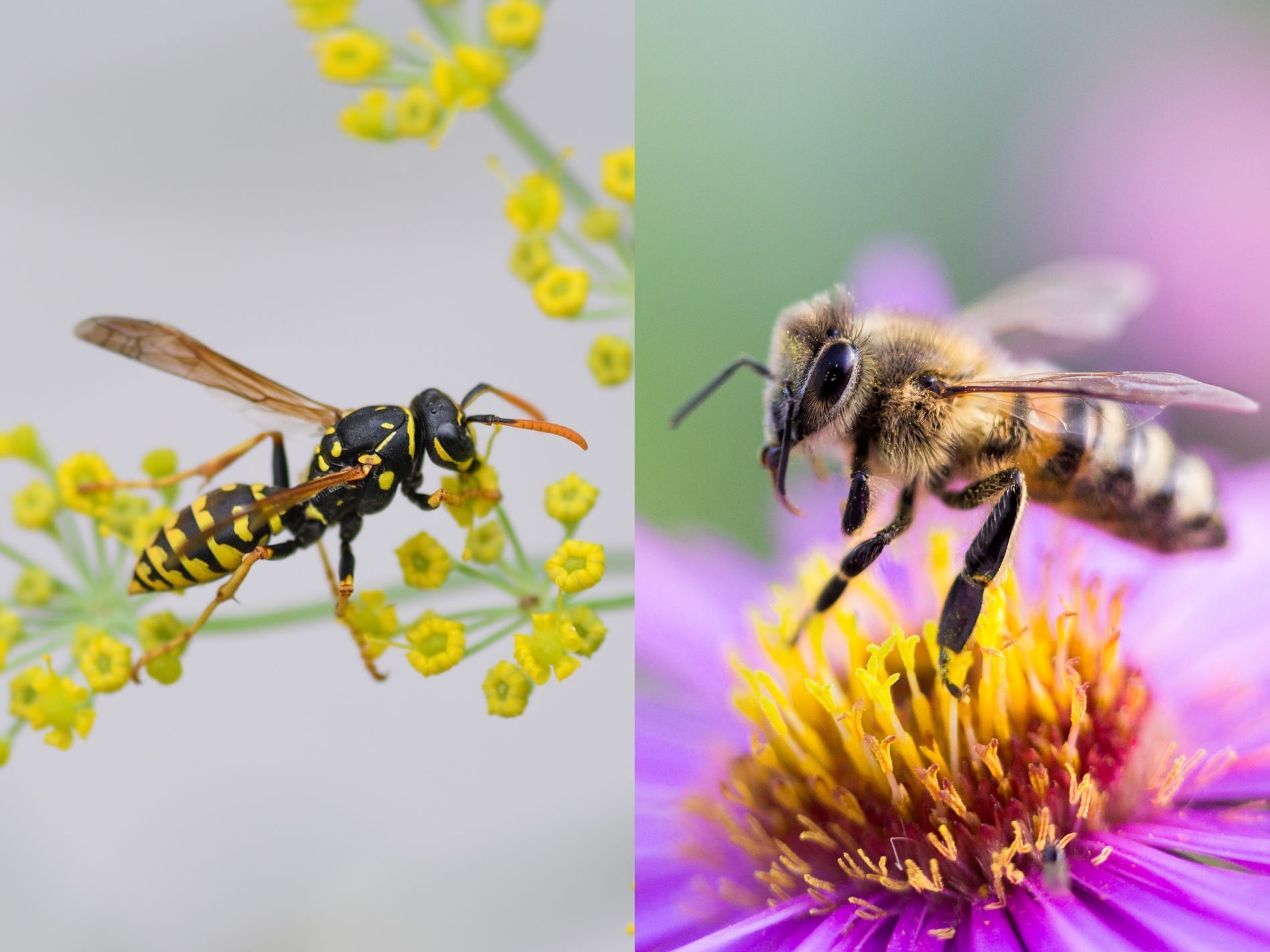 diferenciar una abeja de una avispa