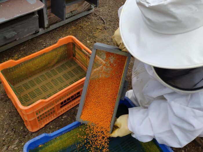La importancia del polen para la alimentación de las abejas