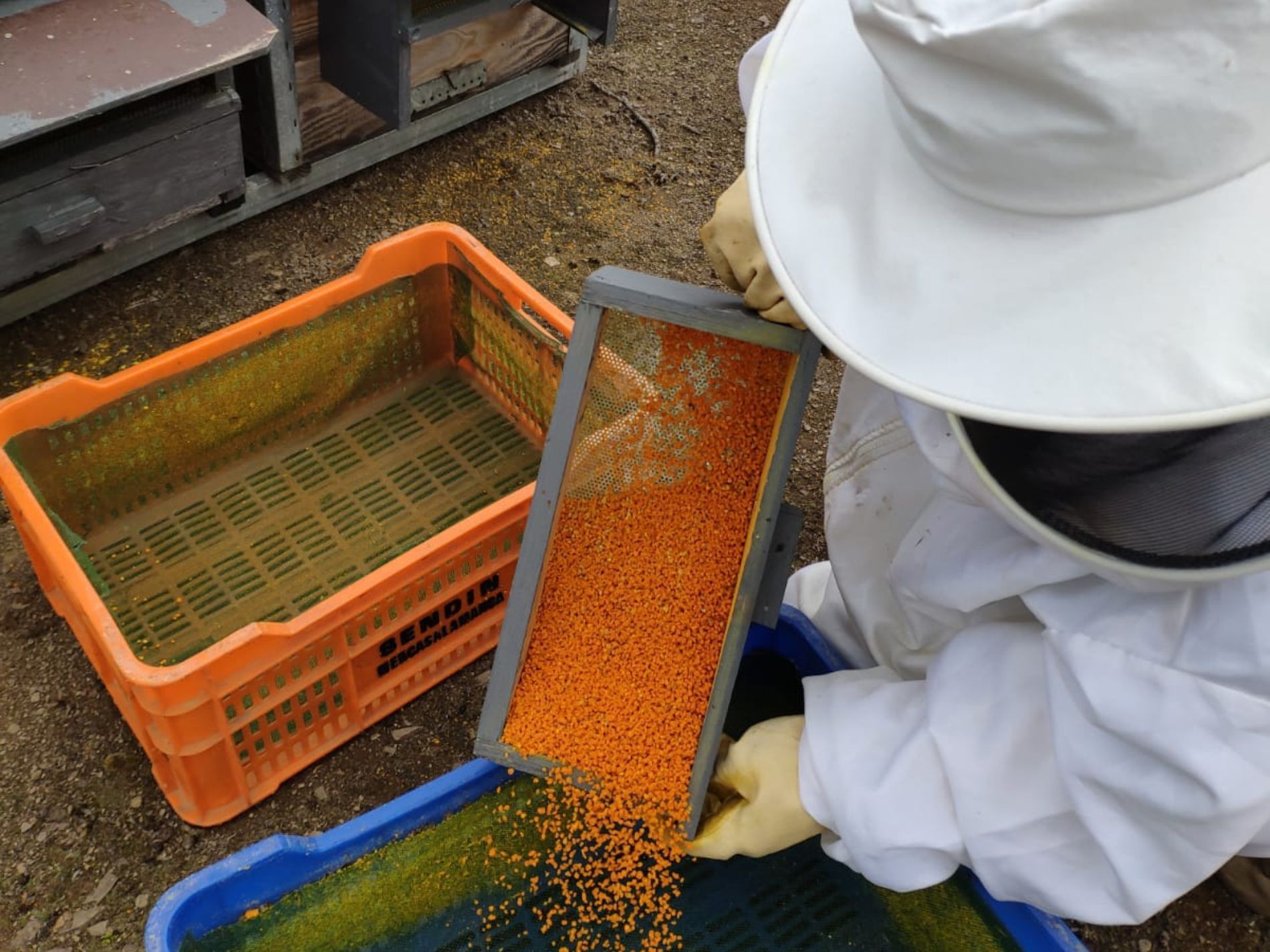 La importancia del polen para la alimentación de las abejas
