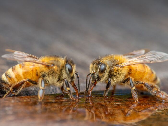 El agua y las abejas