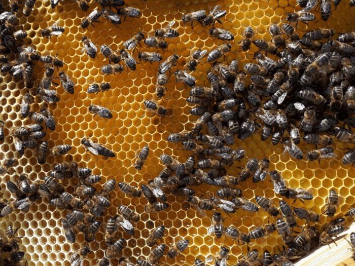 Cómo viven las abejas
