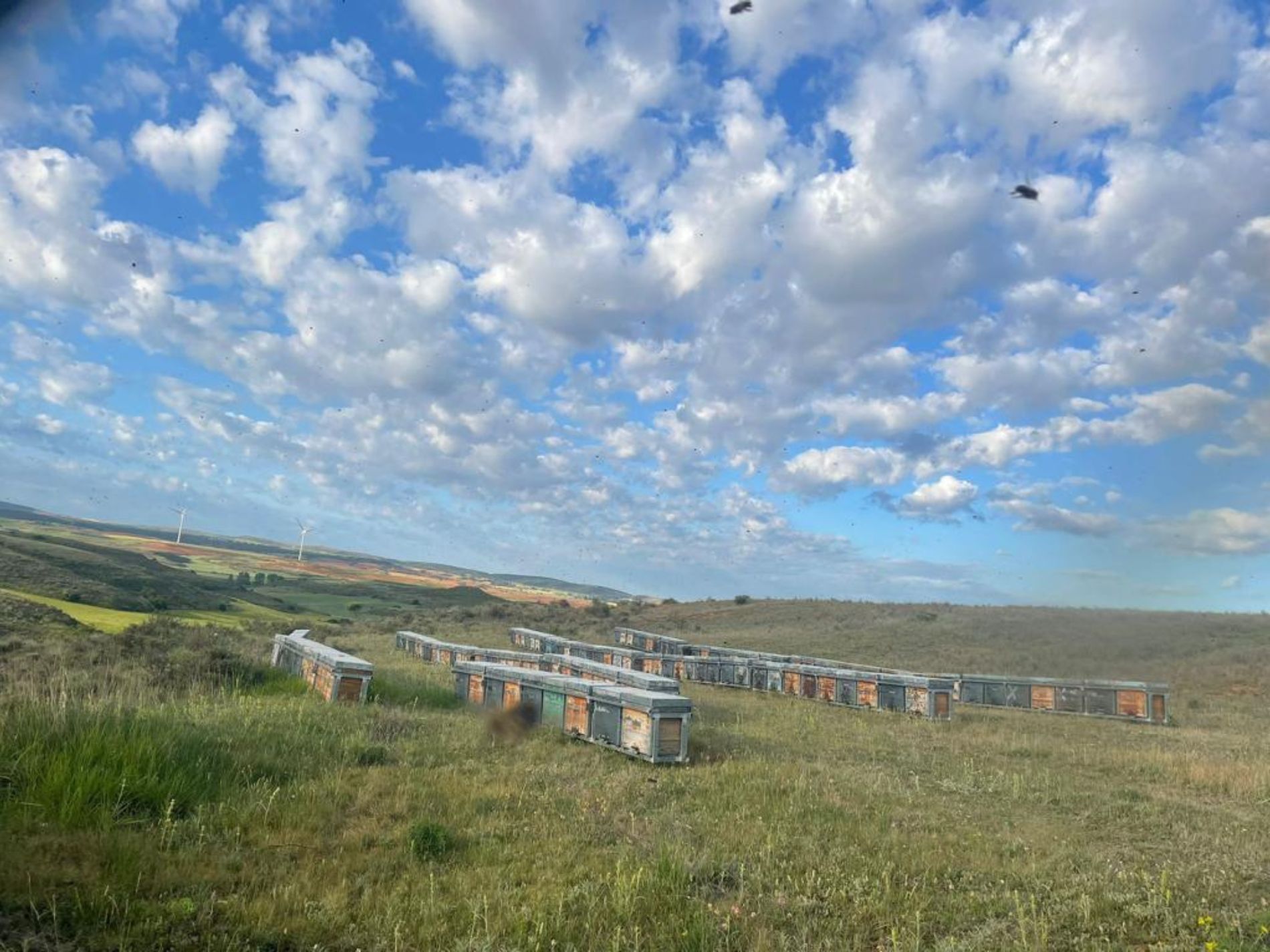 La trashumancia de colmenas