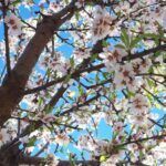 Las flores favoritas de las abejas