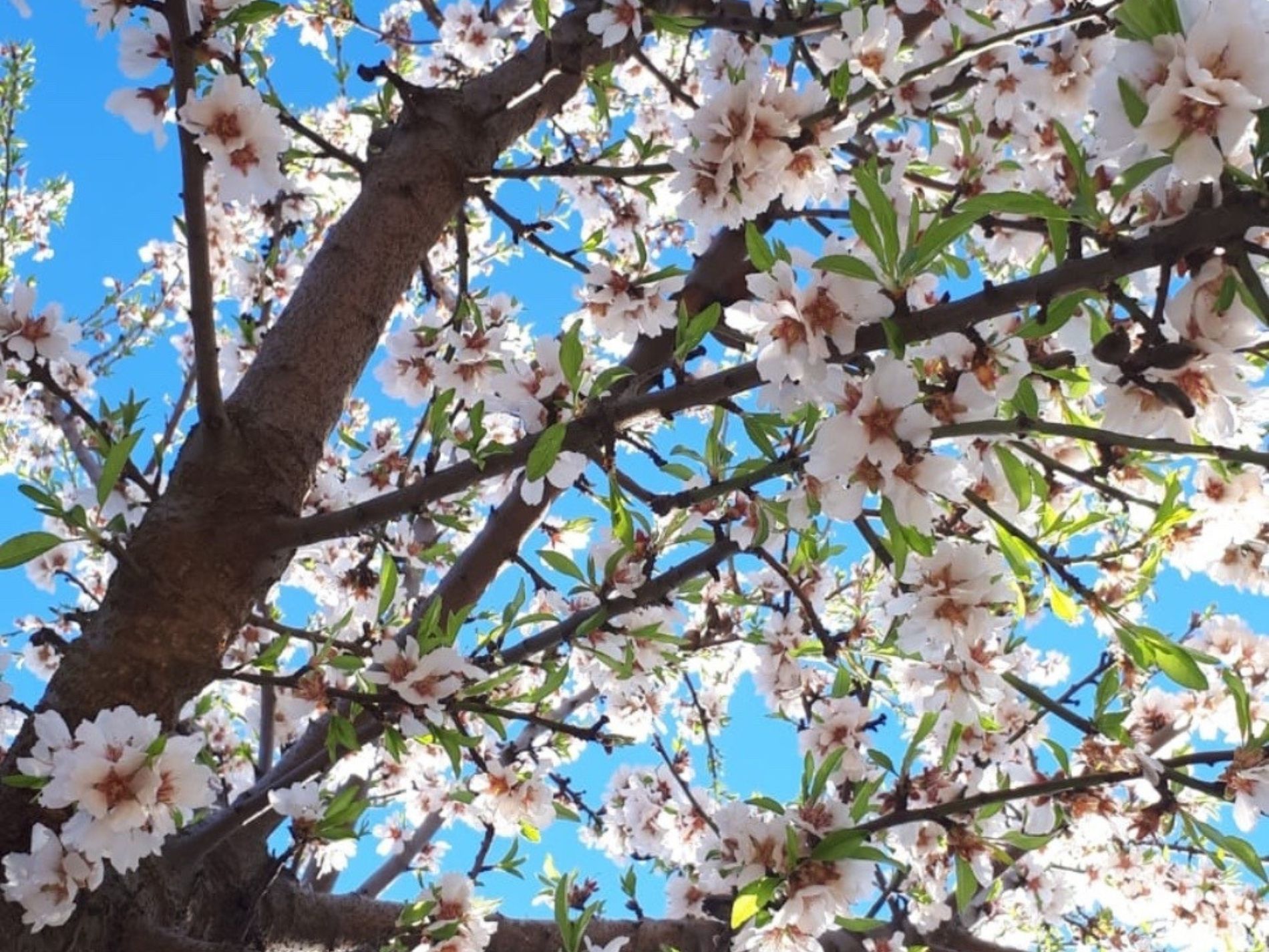Las flores favoritas de las abejas