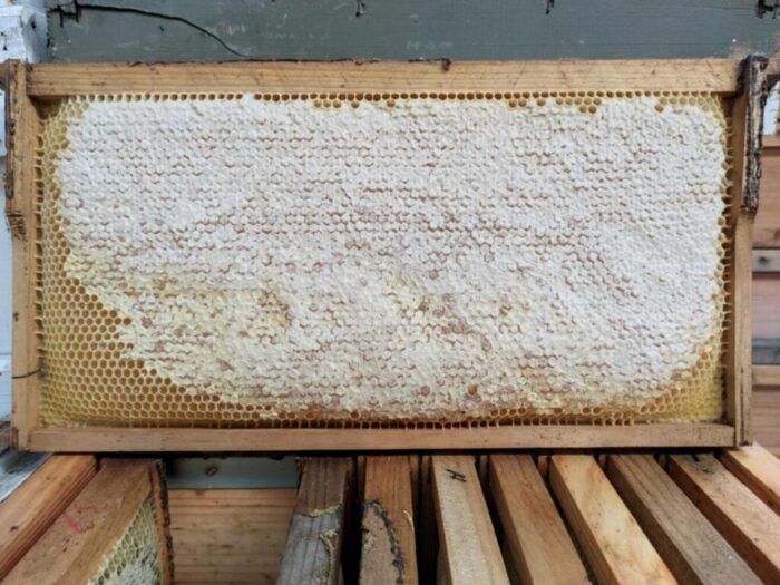 Cómo se hace la miel de abeja