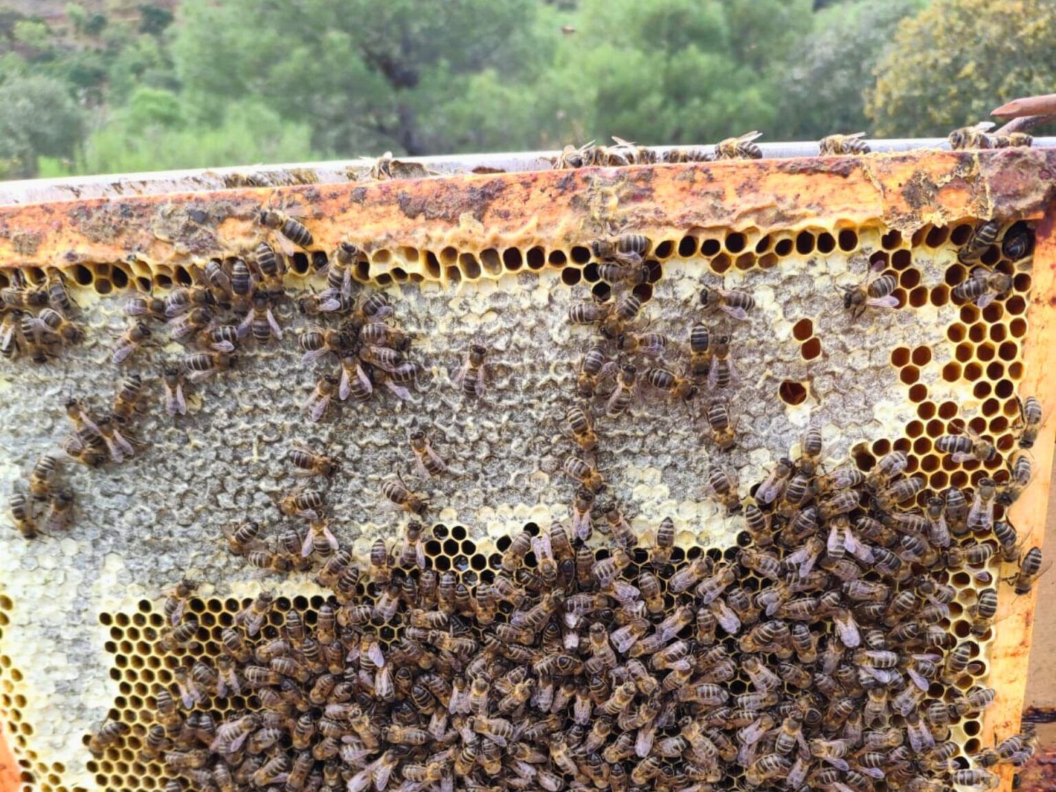 Cuánta miel puede producir una colmena